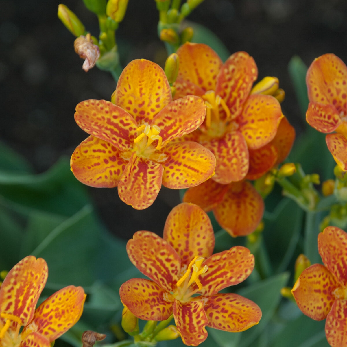 Belamcanda chinensis Freckle Face Proven Winners Blackberry Lily ...